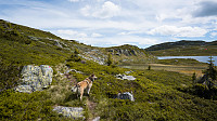ovega_20160628_57724b9301e61.jpg