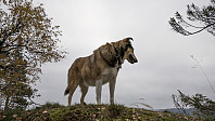 ovega_20161016_580335e99c33e.jpg