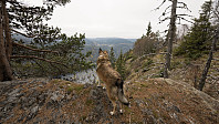 ovega_20161016_580335fd9b6fd.jpg