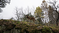 ovega_20161016_5803361b1d495.jpg