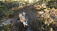 ovega_20170122_588508b54de4e.jpg