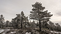 ovega_20170131_58908d1bf11b4.jpg