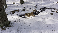 ovega_20170323_58d38a9407ace.jpg