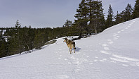 ovega_20170323_58d38aabc448d.jpg