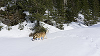 ovega_20170329_58db5c6d9cca9.jpg