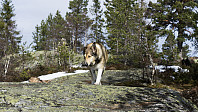 ovega_20170403_58e29cdd5e8e6.jpg