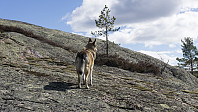ovega_20170410_58ebdb36b1c2a.jpg