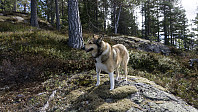 ovega_20170410_58ebdb5330895.jpg