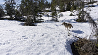 ovega_20170413_58ef3017bfea8.jpg