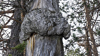 ovega_20170413_58ef3060df7d2.jpg