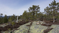ovega_20170413_58ef30b403124.jpg
