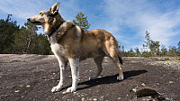 ovega_20170426_59008e3fa5d73.jpg