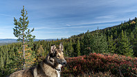ovega_20181118_5bf19a9970f63.jpeg