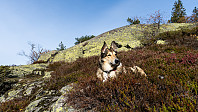 ovega_20181118_5bf19aa39fb56.jpeg