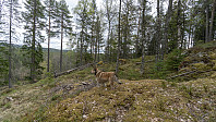 ovega_20190501_5cc9db27f32e6.jpeg