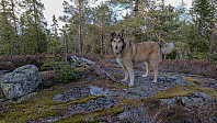 ovega_20190508_5cd2694fa2f0c.jpeg