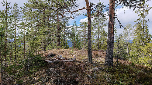 Rognliåsen topp punkt