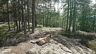 ovega_20190607_5cf9fe2c3762f.jpeg