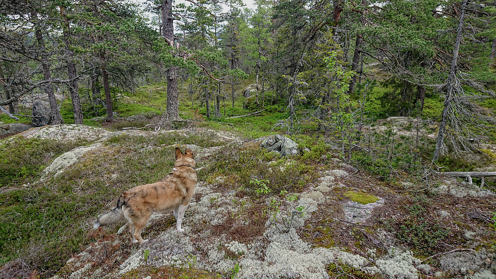 Ringrøysnatten