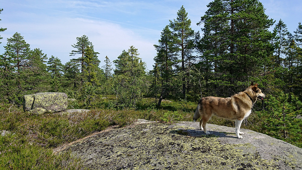 Nedbergtjernsfjellet
