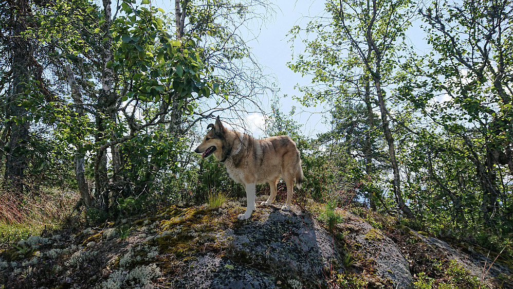 Svarttjernhaugen