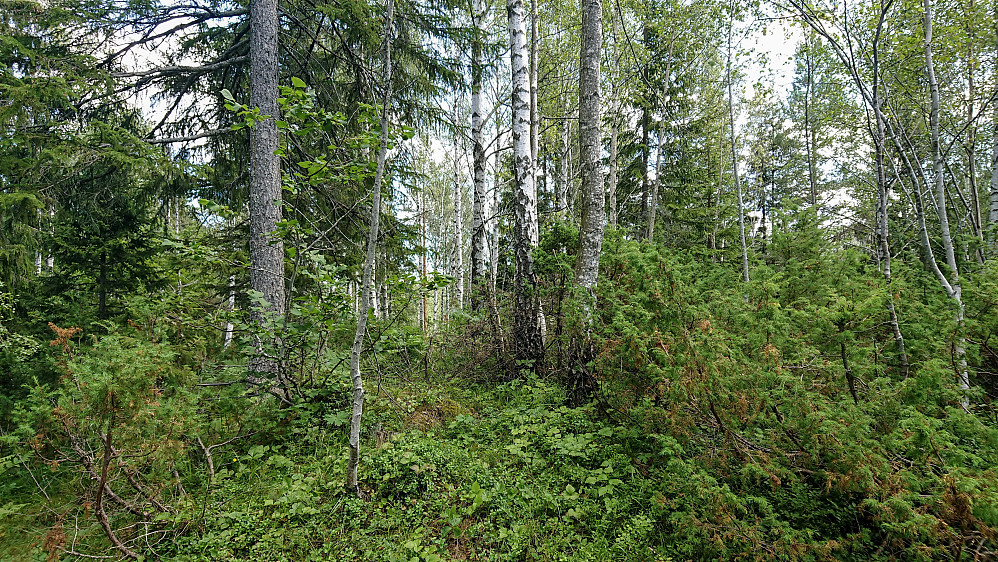 Røverberget