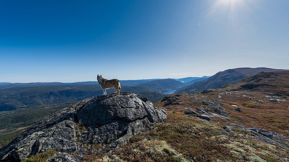 Øst for Krosstjønn