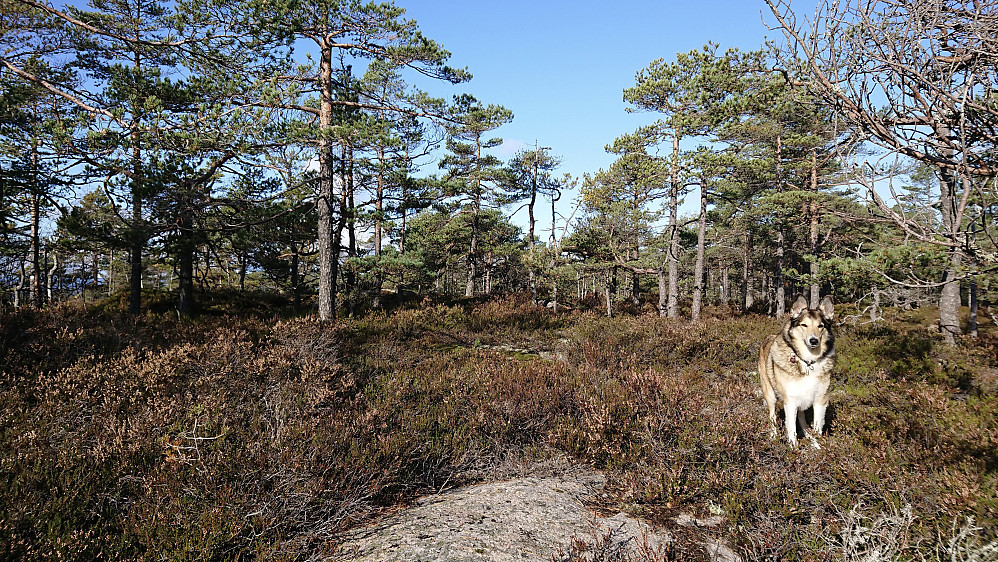 Høgåsen