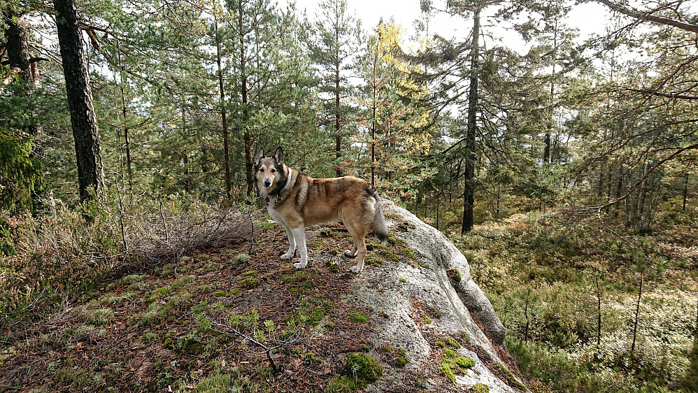 Ebbestadkollen