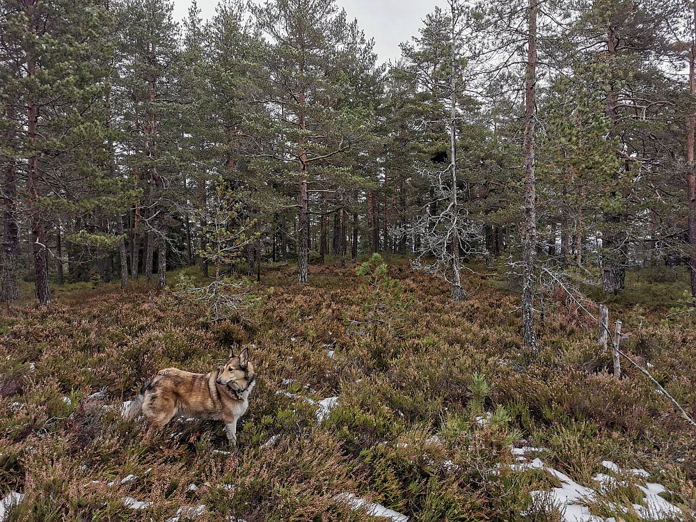 Søndre Brattås