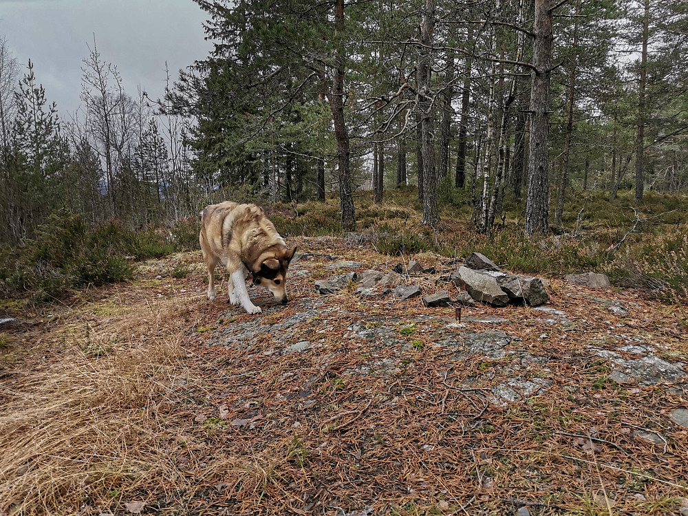 Trig.punktet på Nordre Brattåsen