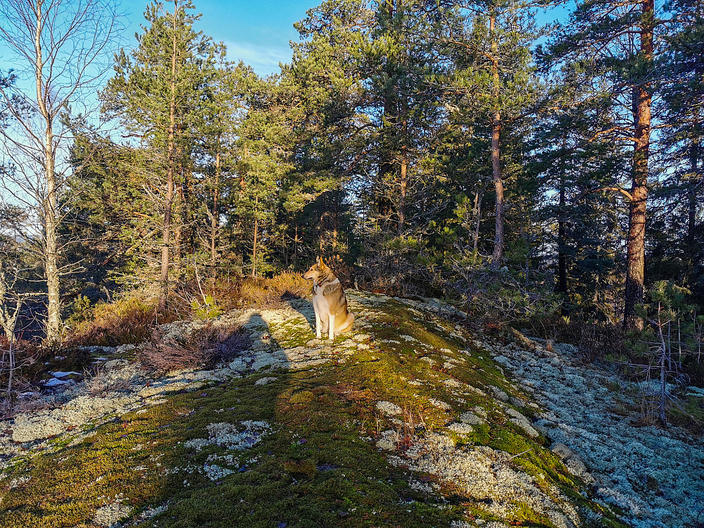Hvårakollen