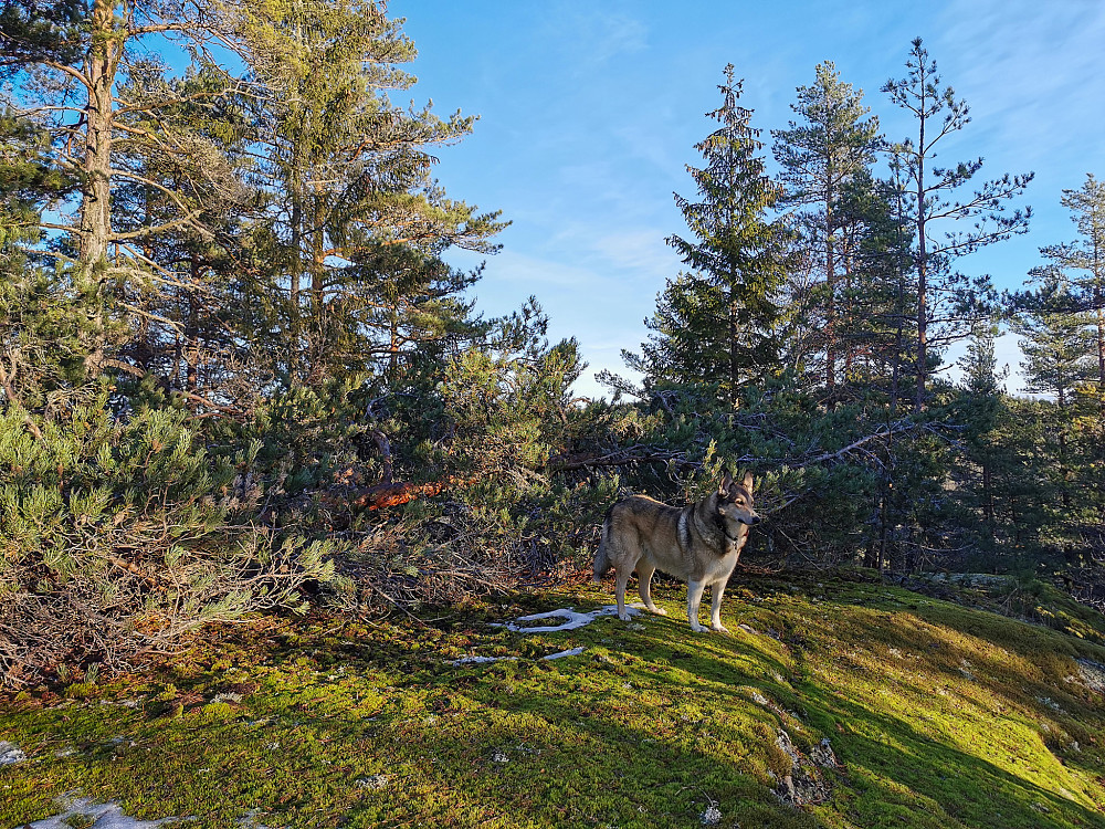 Hvarneskollen