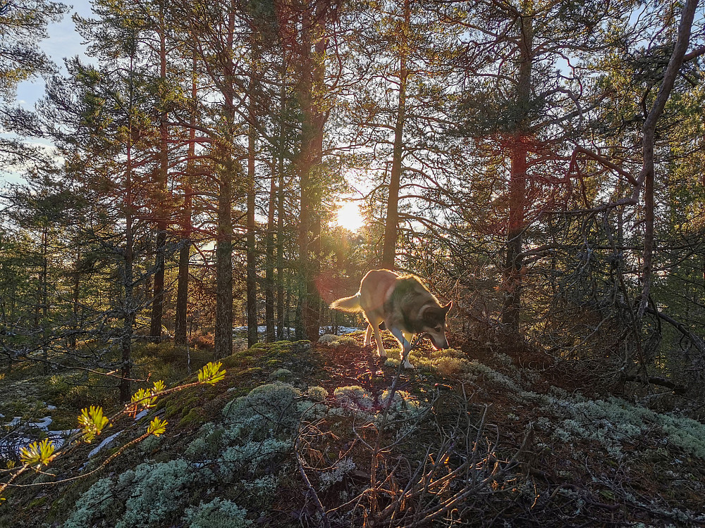Hvarneskollen Sør