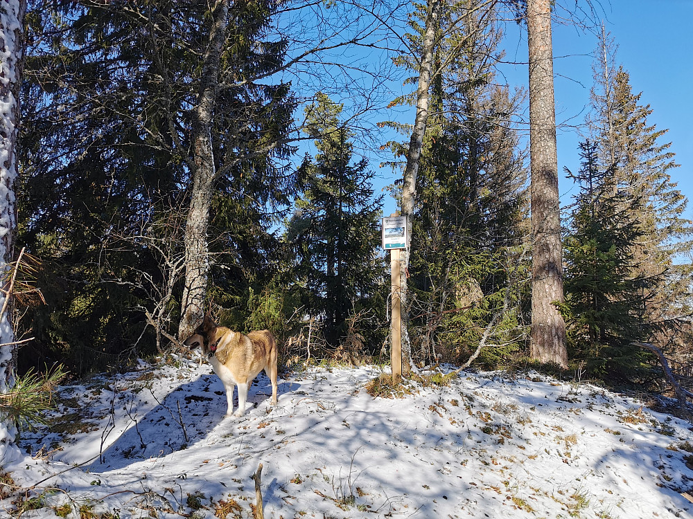Tempelturen