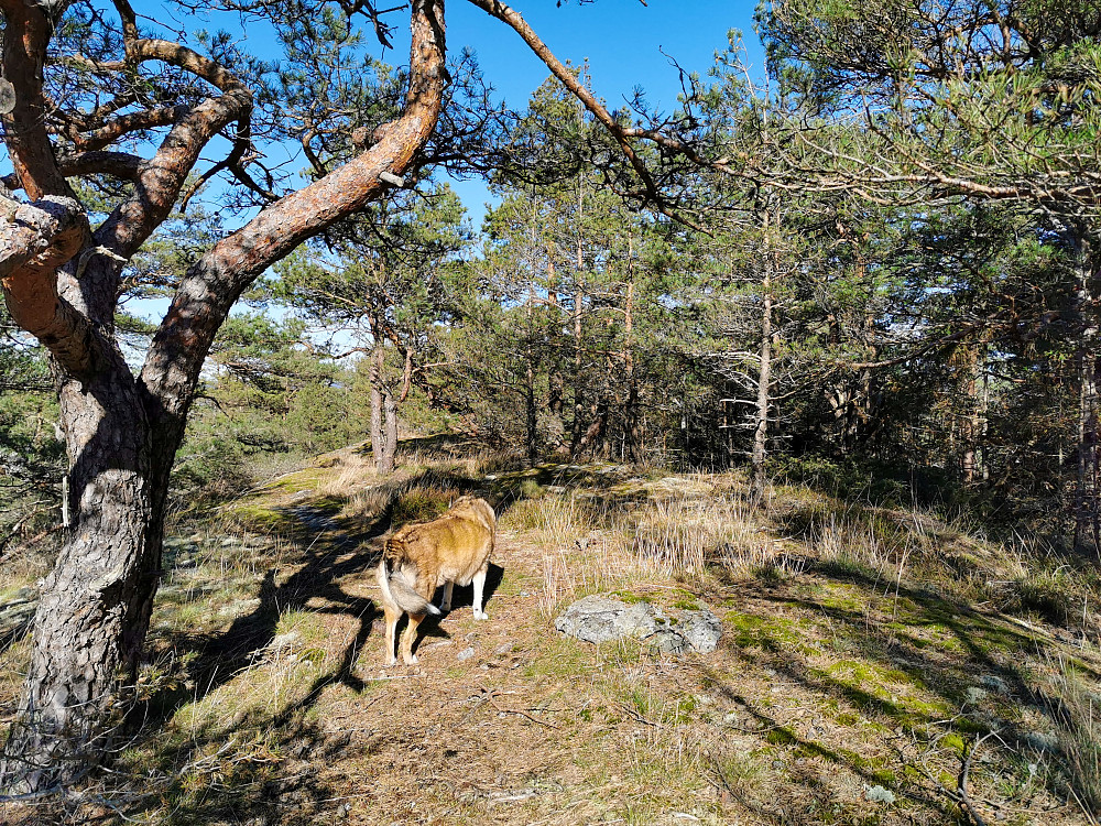 Såtåsen