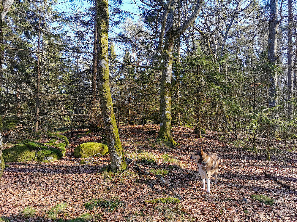 Salsås