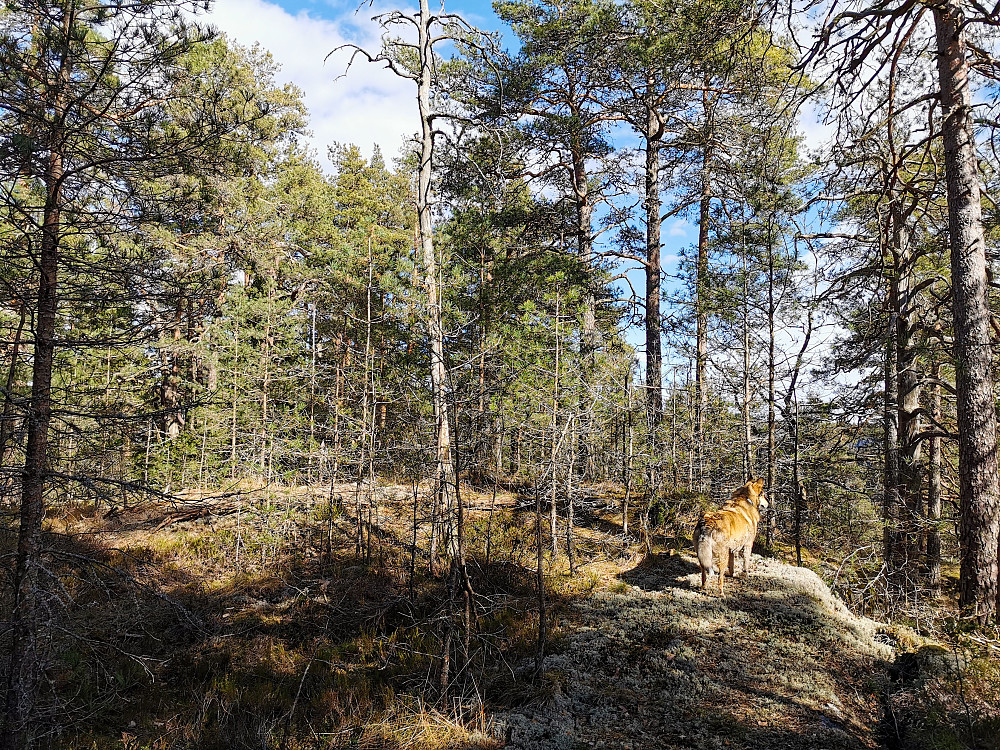 Buktås