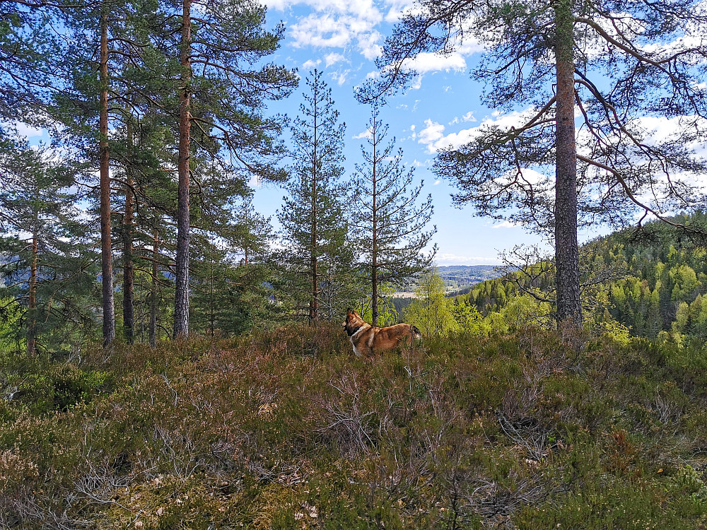 Furuåsen