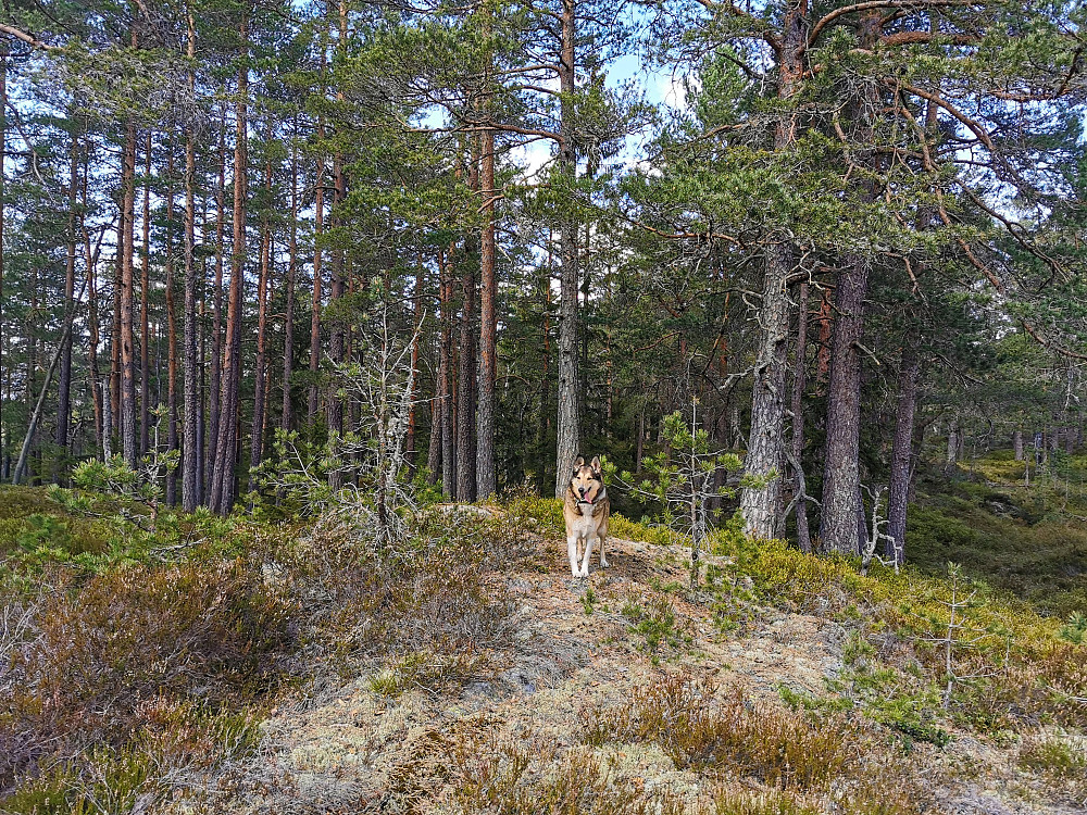 Sørøst for Presthøgås