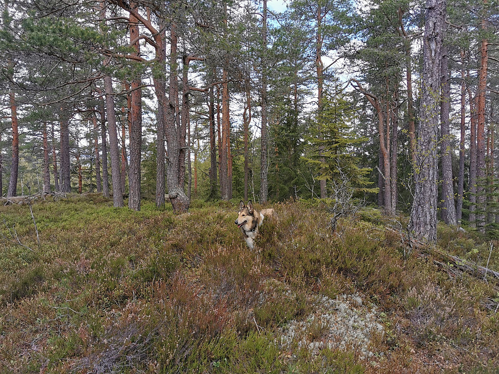 Topp punktet på Runtjernåsen
