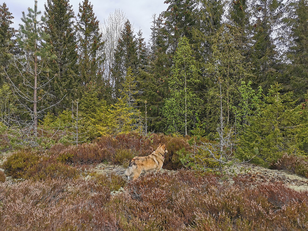 Kuåsen