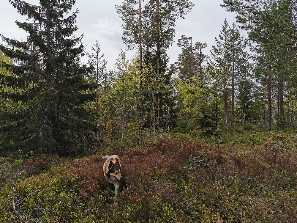 Seteråsen