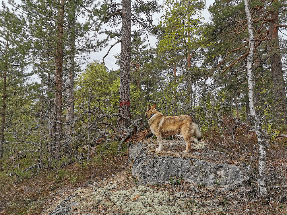 Haukelifjell