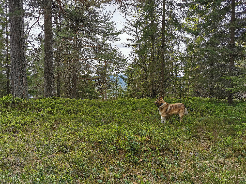 Høgås