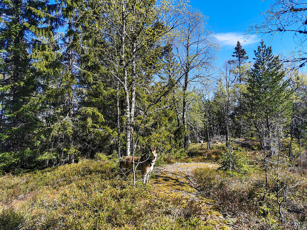Kabrettkollen
