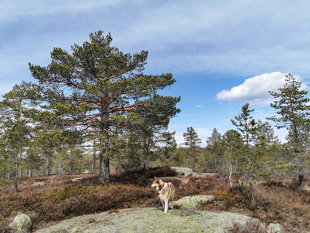 Preste-Slettåsen Nordøst