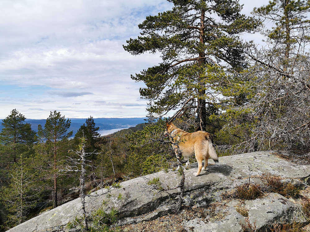Sørøst for Plommetjern