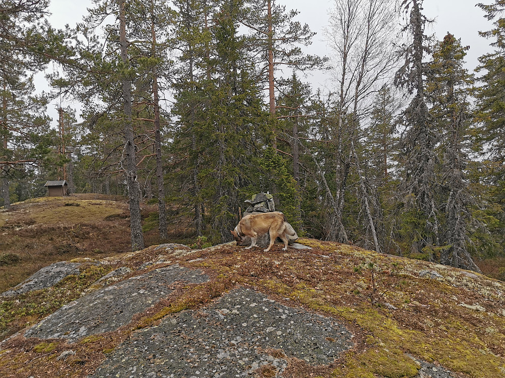 Køyvingen