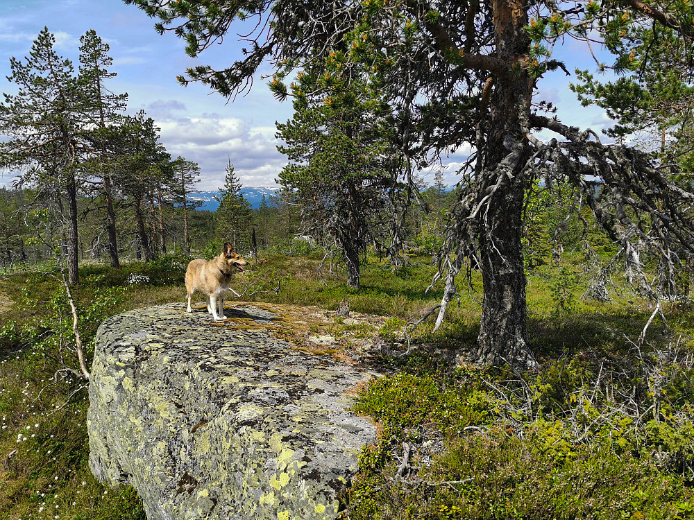 Konnuliåsen Øst